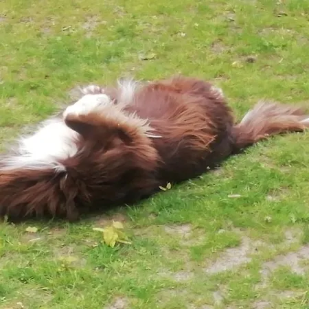 Hoeve Heegen * Geeste